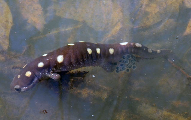A Spotted Salamander laying eggs