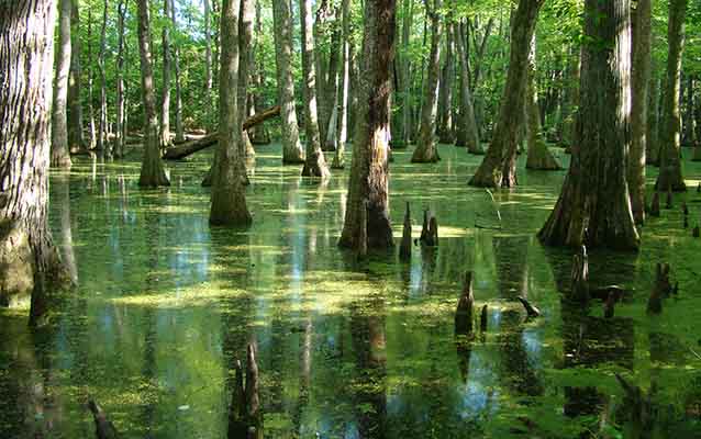 Cypress Swamp on the NTP