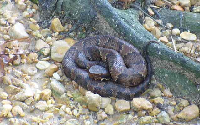 Cottonmouth at Cypress Swamp