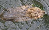 Beavers on the Trace