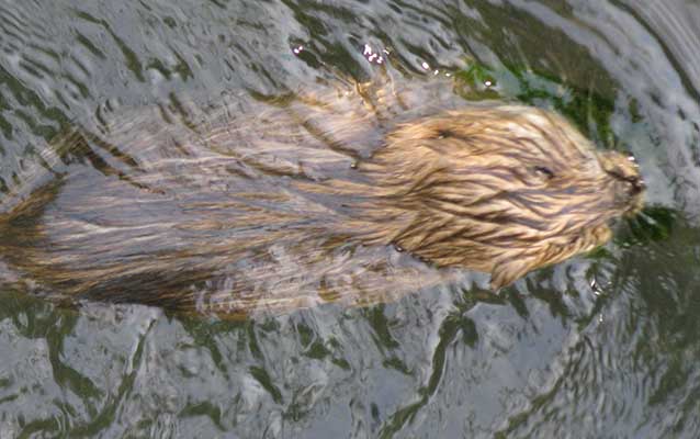North American Beaver (Castor canadensis) at Rock Springs, milepost 330.2