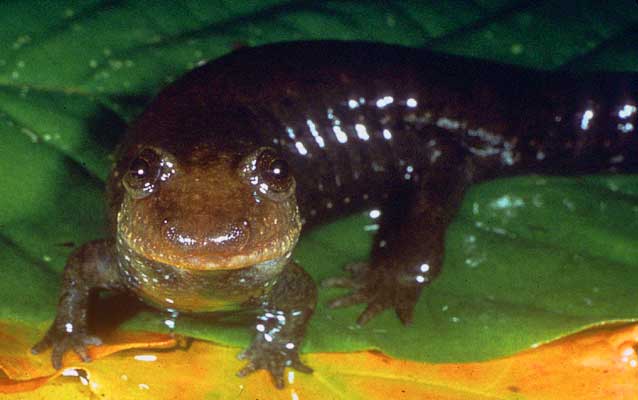Black-bellied salamander sitting on a leaf