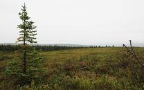 Wind Dynamics and Forests
