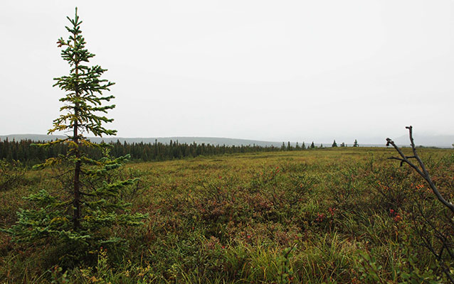 Coniferous treeline