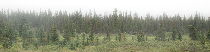 Wind dynamics and forests