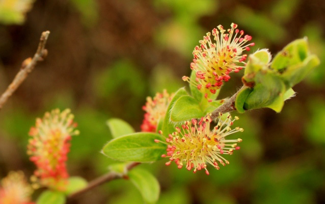 Fuzzy red and orange willow blossoms stick out from a green willow plant