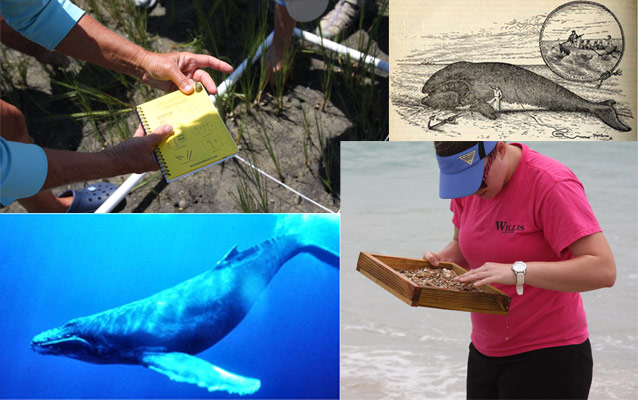 Activities include Field Study, Whales of NC, & Whaling History