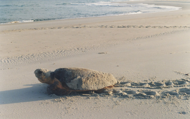 Loggerhead Sea Turtle Nesting