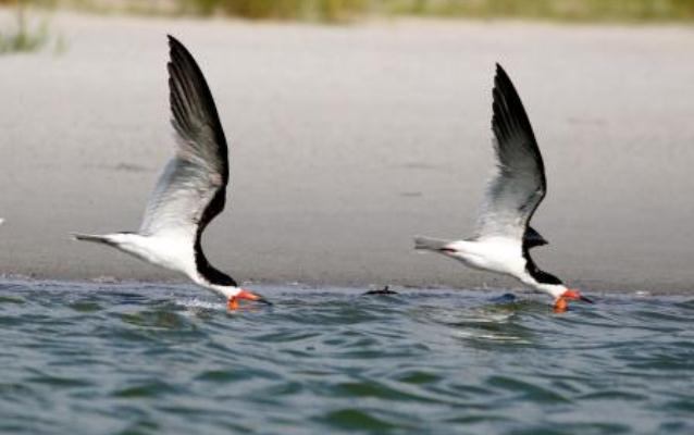 Black Skimmers