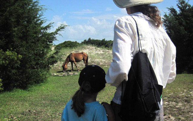 Horse watching as part of a ranger-guided tour