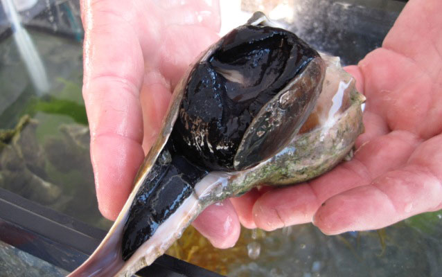 Lightning Whelk