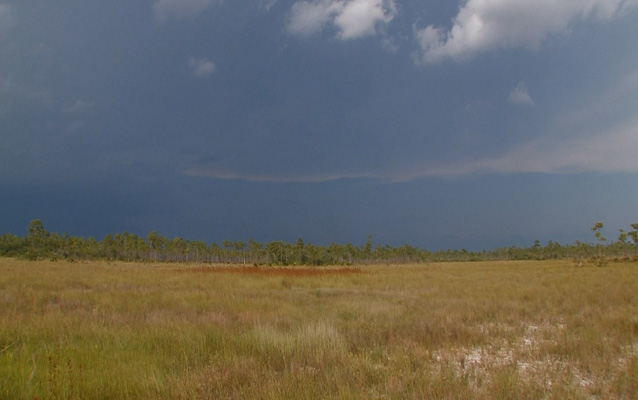 Slough habitat