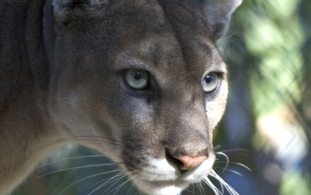 Florida Panther