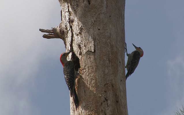 Woodpeckers on a tree