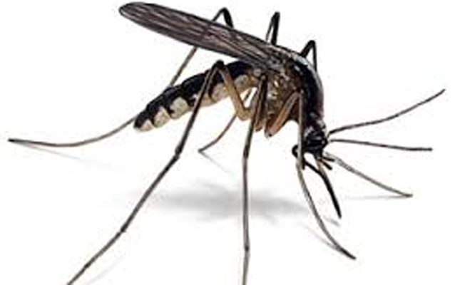 Mosquito
