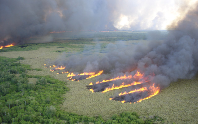 Fire burning in habitats