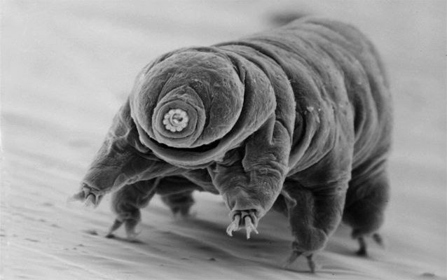 a microscopic tardigrade