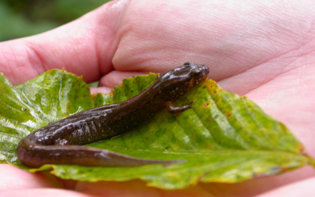 Santeetlah salamander