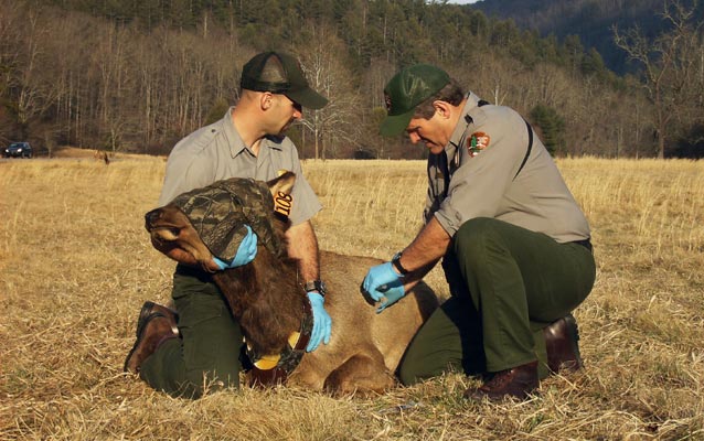 Rangers working with an elk in Cataloochee Valley.