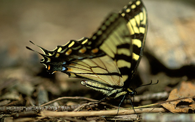 A yellow and black striped swallowtail butterfly