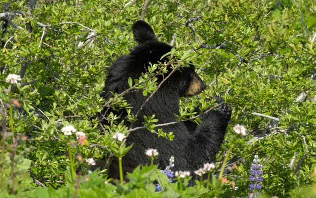 a black bear partially screened by brush