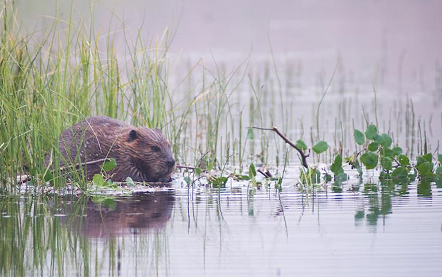 a beaver in a lake, chewing a branch