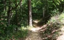 Study for A Worn Path by Eudora Welty