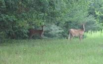 Animal Populations Up and Down 