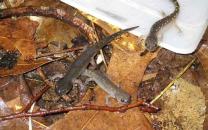 Spotted Salamanders (Second Grade)