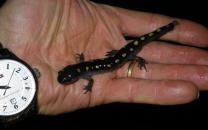 Spotted Salamanders: Love those Spots!