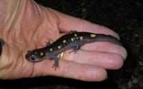 Spotted Salamanders