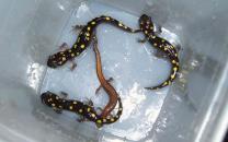 Spotted Salamander Population Estimation: Capture, Mark, and Recapture Method
