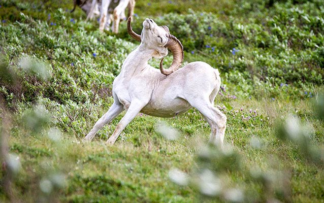 a Dall sheep scratching it's back with its horns