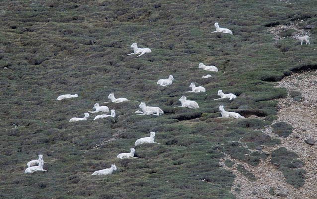 numerous sheep bedded down on tundra