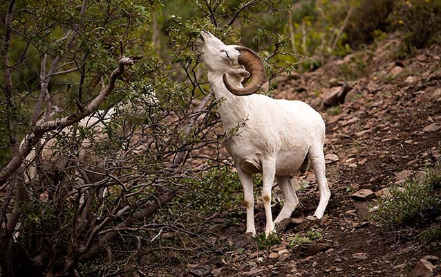 A Dall sheep stretches its neck to eat vegetation