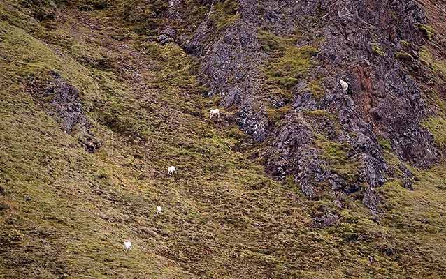 distant sheep on a mountainside