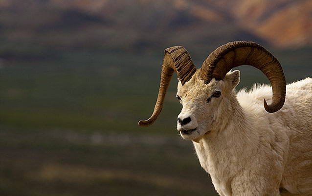 closeup of a Dall sheep ram