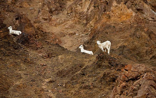 Three Dall sheep on a rocky ridge