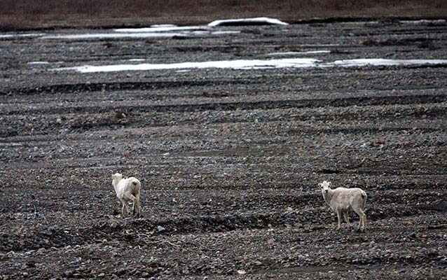 two sheep cross a river valley, one looking back