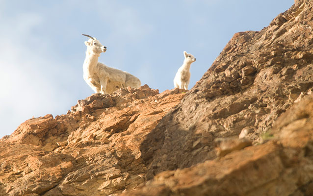 a Dall sheep ewe and lamb on a ridge