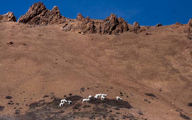a band of sheep on a rocky slope