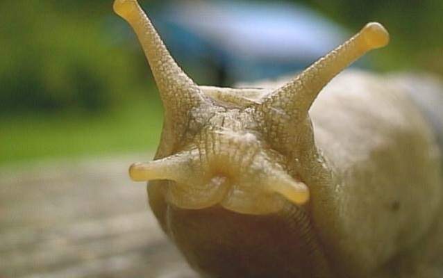 Bob the Banana Slug
