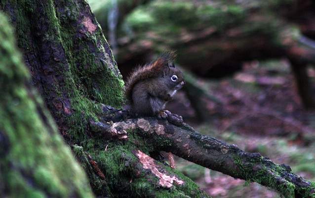 Squirrel in the Alaska Temperate Rainforest