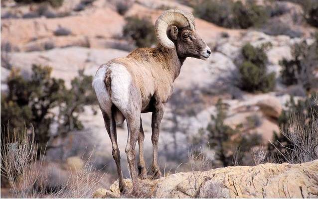 Desert bighorn ram