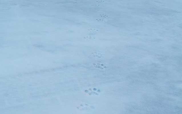 Mountain lion tracks in snow