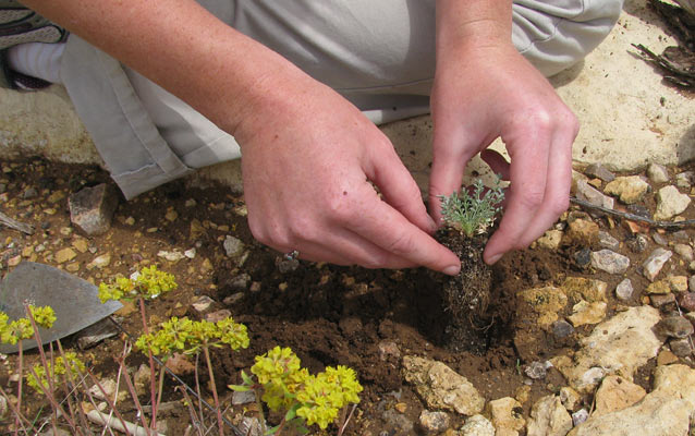 Planting a seedling of Grand Canyon’s rarest plant, sentry milk-vetch (Astragalus cremnophylax var. cremnophylax)