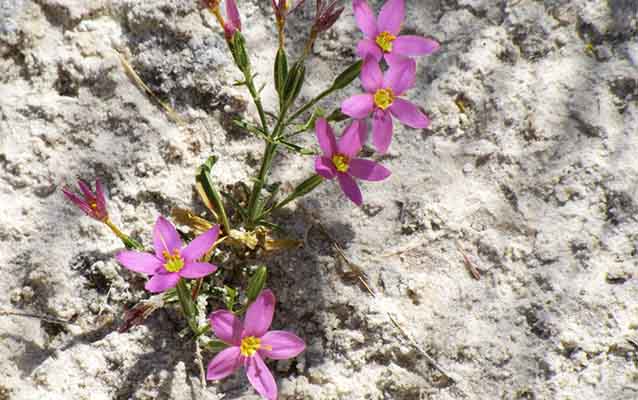 Arizona Centaury