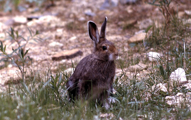 A Snowshoe hare sititng in the grass