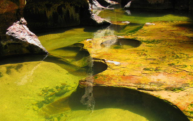 Lichens and mosses in a pothole.