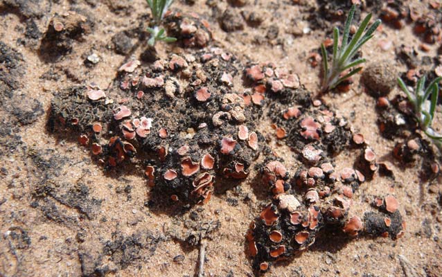 Lichen on biological soil crust.